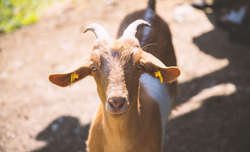 almdorf-reiteralm-31 almdorf-reiteralm-31