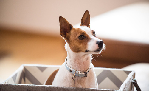 chalet-maerchenblick-hund