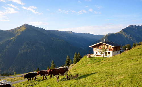 Sommerurlaub in Saalbach-Hinterglemm auf der Alm in der Wallegg Lodge in Salzburg