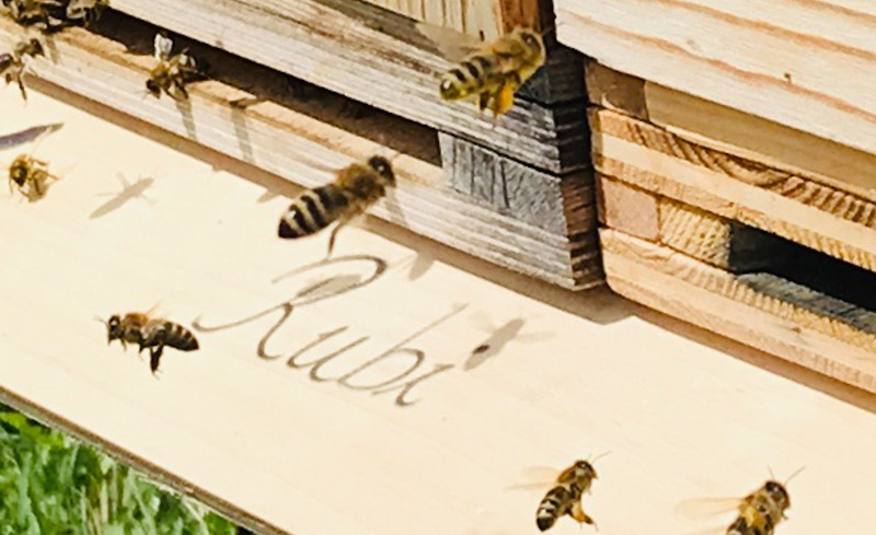 angebot-bienenflug-zum-magazin-chaletdorf-alpglueck-1