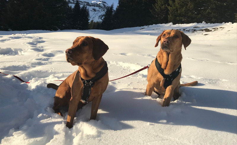 mountain-chalet-r-52