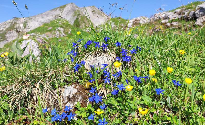Edelweiss-Alm-Chalets-FirstPeak-Sommer-9
