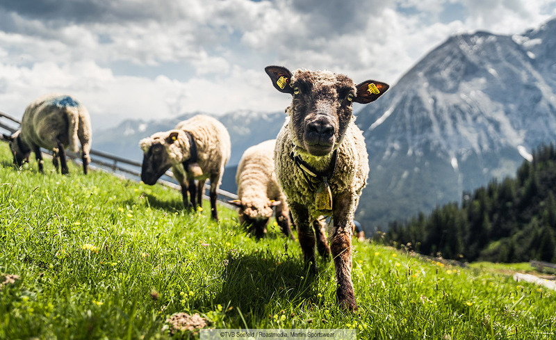 Schafherde-bei-der-Wangalm-im-Gaistal