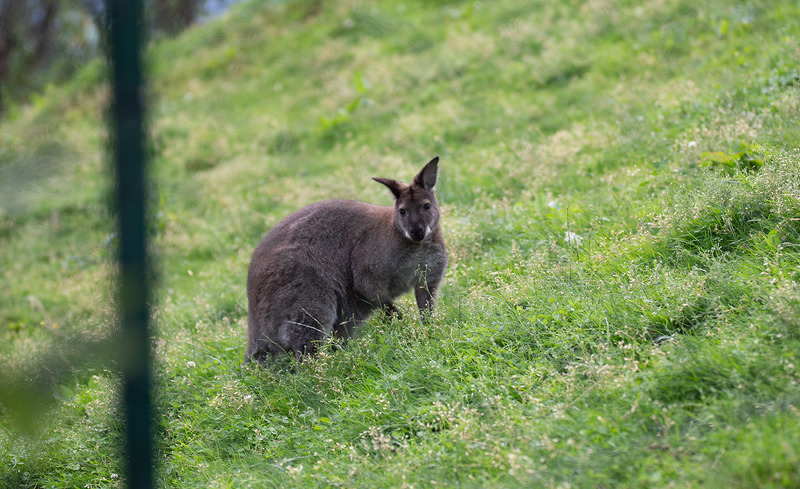 wachterhof-chalets-tiere-01