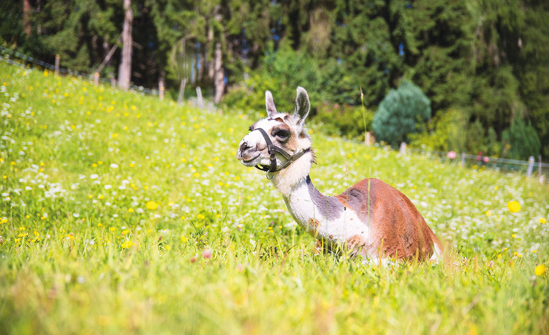 almdorf-reiteralm-62