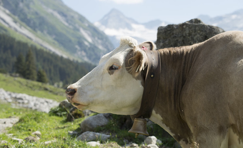 Die Natur genießen im Chaletdorf Smaragdjuwel