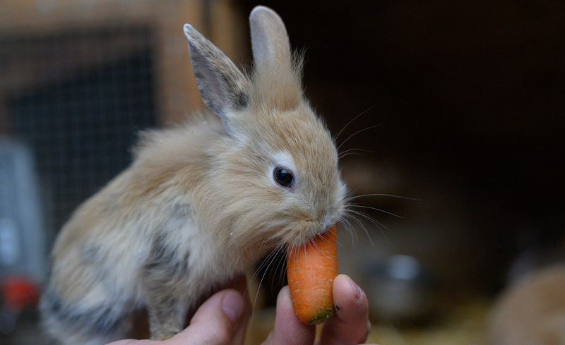 wachterhof-chalets-tiere-06