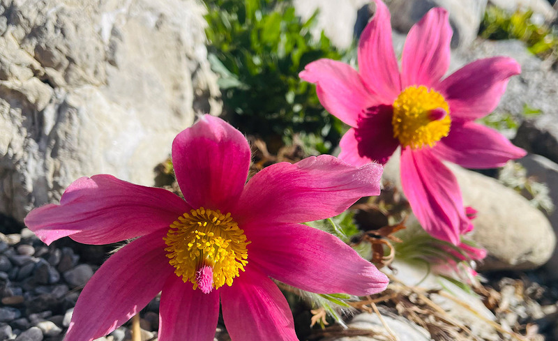 angebot-fruehlingsglueck