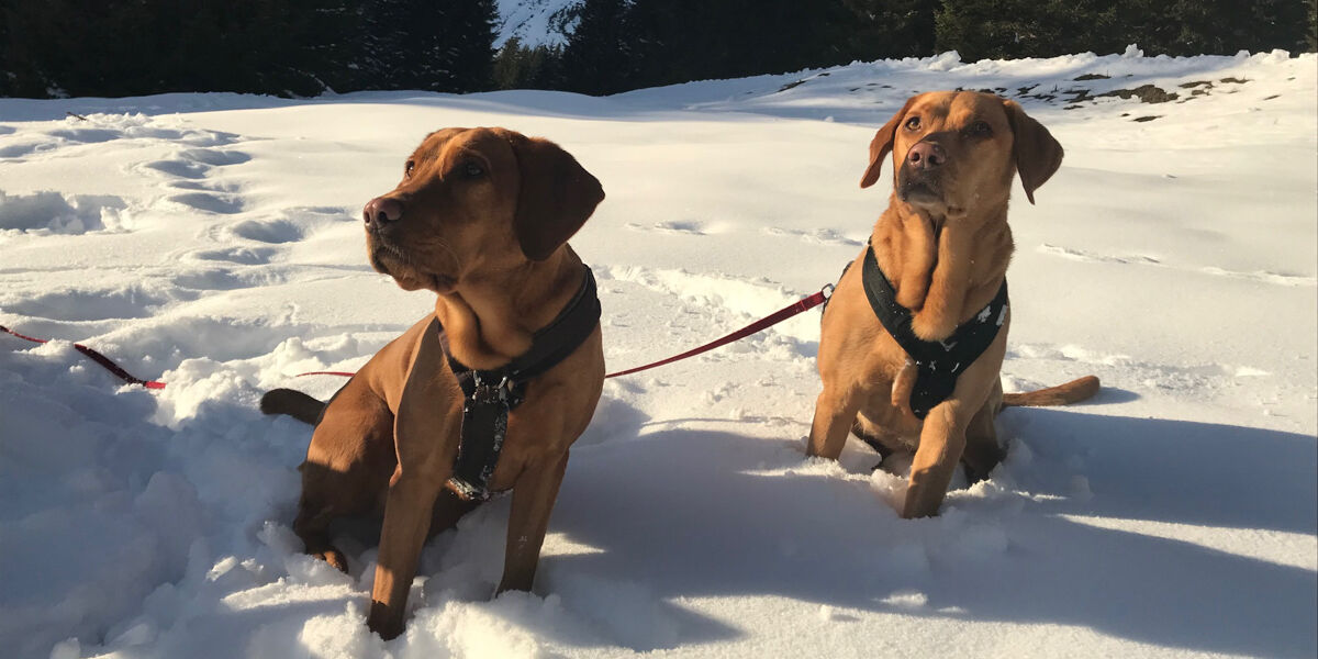 mountain-chalet-r-52 mountain-chalet-r-52